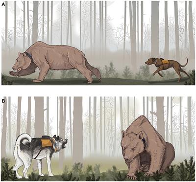 Behavioral and Physiological Responses of Scandinavian Brown Bears (Ursus arctos) to Dog Hunts and Human Encounters